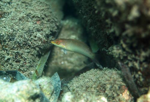 Halichoeres trimaculatus@fishdb-media-9871
