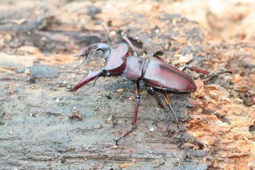 姬深山鍬形蟲 Lucanus swinhoei-20060716-照片 062