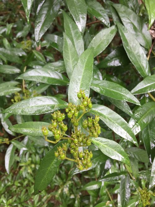 華八仙(華南分布) 華八仙(華南分布)