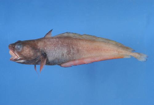 ASIZP0063150 ASIZP0063150
