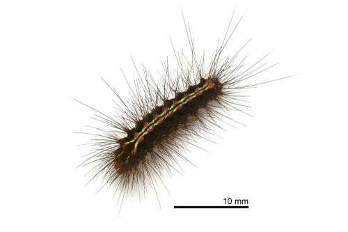 Cyana hamata hamata Cyana hamata hamata