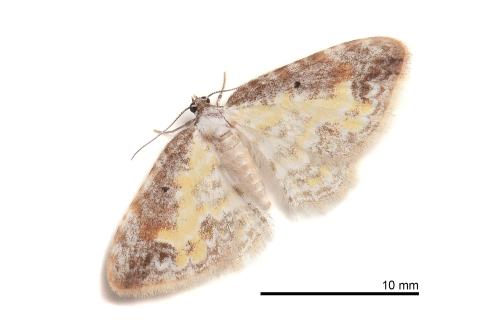 Acolutha pulchella semifulva Acolutha pulchella semifulva
