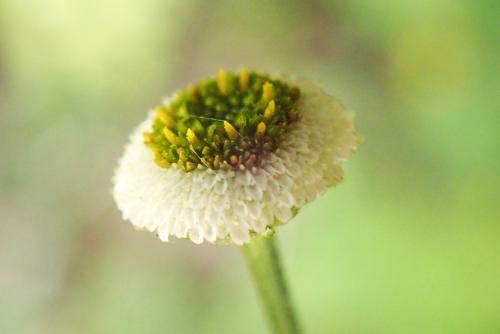 矮菊