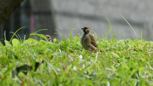 麻雀 麻雀