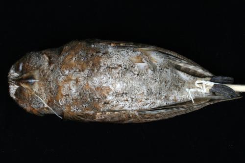 ASIZA0001966 ASIZA0001966