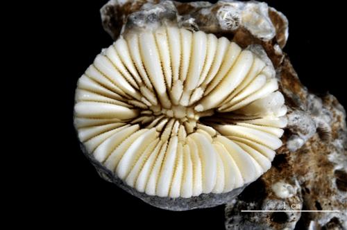 Trochocyathus rhombocolumna_02