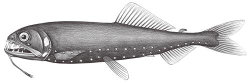 Astronesthes indicus@Jheng0430