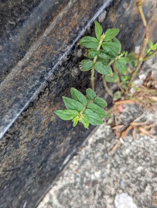 飛揚草 飛揚草