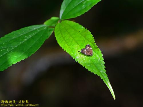 雙白斑奇蛾 雙白斑奇蛾