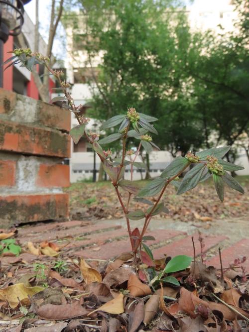 飛揚草 飛揚草