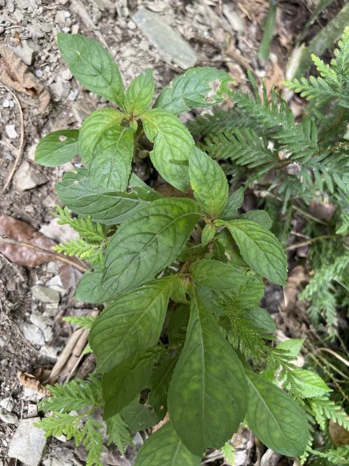 同蕊草