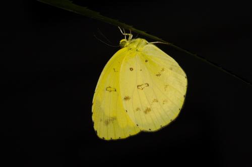 20090919_347338_Eurema alitha esakii_a.jpg 20090919_347338_Eurema alitha esakii_a.jpg