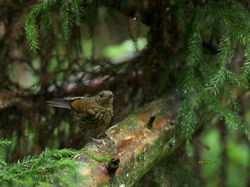 20090725_404612_White-tailed_Robin_3589.jpg