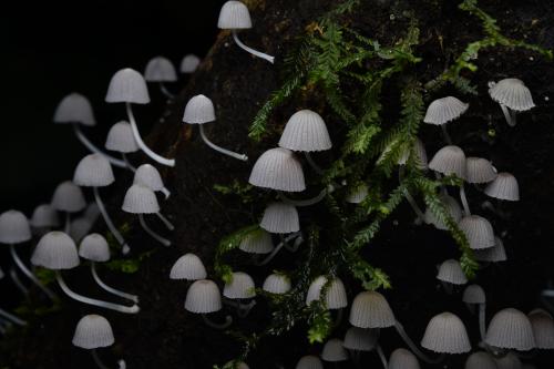 簇生鬼傘 簇生鬼傘