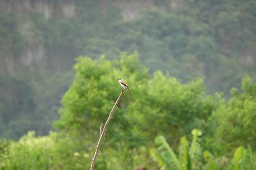 棕背伯勞 棕背伯勞