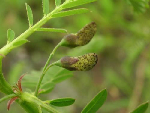 Sesbania cannabiana (Retz.) Poir 田菁