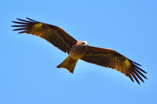 黑鳶 黑鳶
