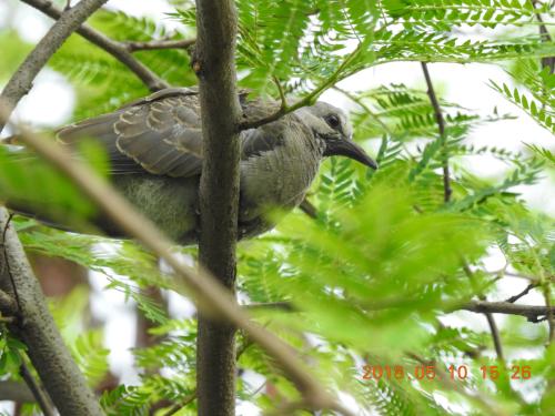 紅鳩