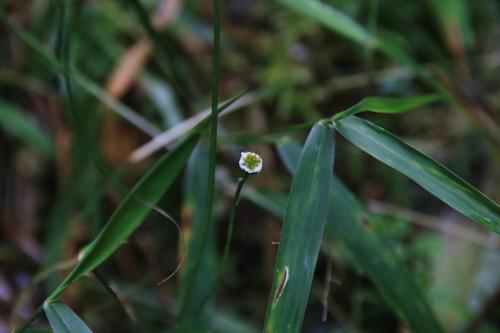 矮菊