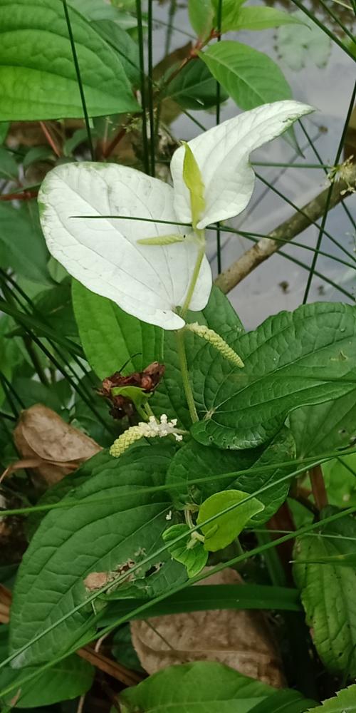 三白草 三白草