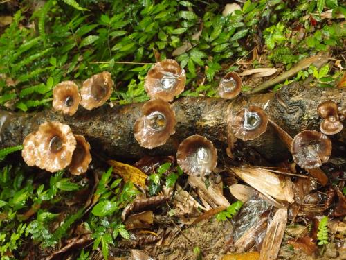 Lentinus sajor-caju var. javanicus(赭褐環柄香菇)