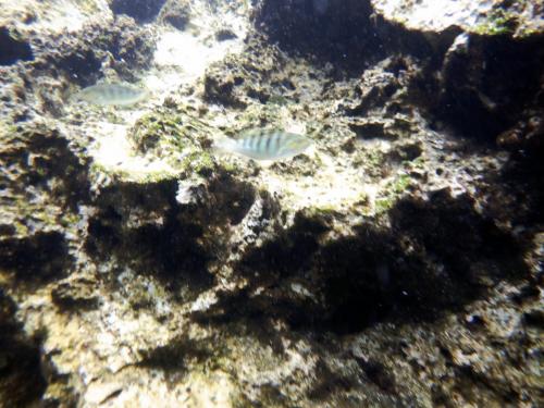 哈氏錦魚 哈氏錦魚