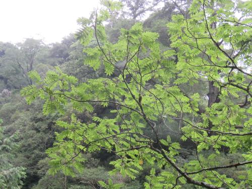 食茱萸