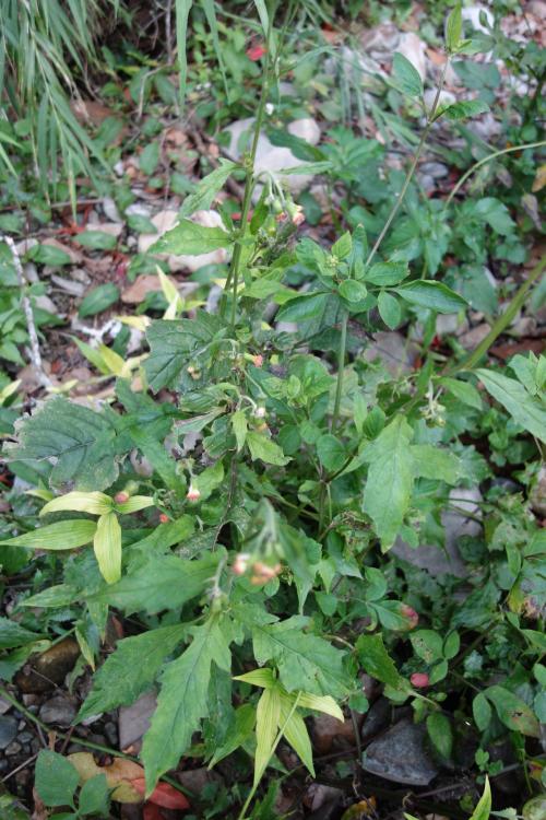 野茼蒿