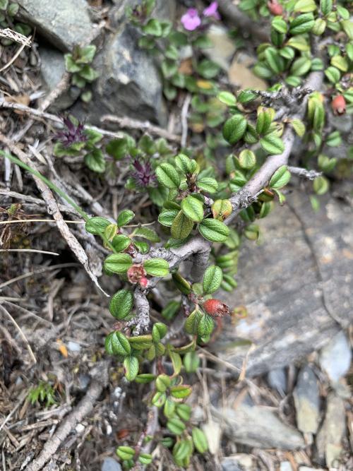 玉山鋪地蜈蚣 玉山鋪地蜈蚣