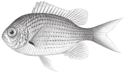 Chromis atripectoralis@Jheng1633