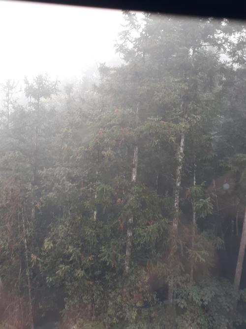 台灣冷杉