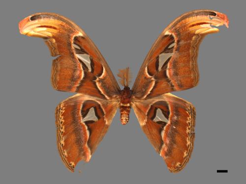 Attacus atlas formosanus[皇蛾][00016284]