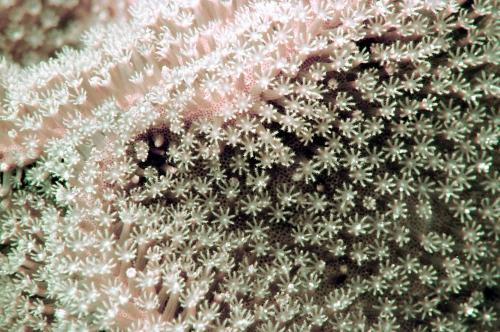 117-1_Sarcophyton tumulosum 117-1_Sarcophyton tumulosum
