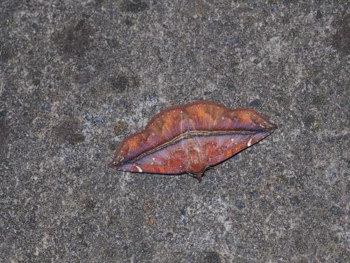 Condate purpurea