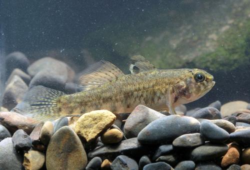 Redigobius bikolanus@fishdb-media-9925 Redigobius bikolanus@fishdb-media-9925