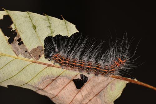 Phalera assimilis formosicola_DSC4823