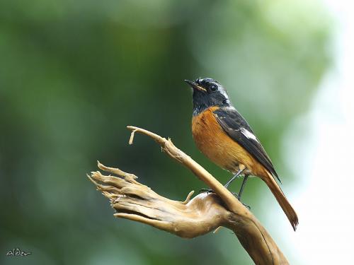 20091121_380393_Daurian_Redstart_9801.jpg