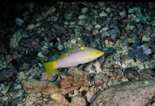 Halichoeres hortulanus@fishdb-media-6790