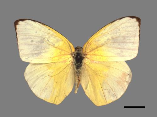 Catopsilia pomona[銀紋淡黃蝶][00015476]