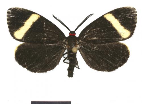 Arbudas leno (Swinhoe, 1900) Arbudas leno (Swinhoe, 1900)
