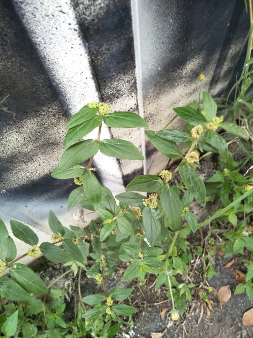飛揚草 飛揚草