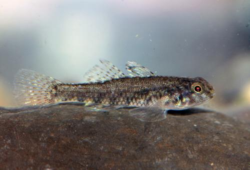 Redigobius bikolanus@fishdb-media-9956 Redigobius bikolanus@fishdb-media-9956