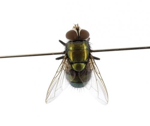Hemipyrellia ligurriens male dorsal Hemipyrellia ligurriens male dorsal