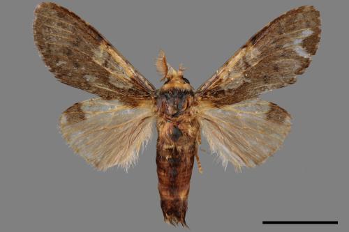 Syntypistis comatus[白斑跨舟蛾][00015532]