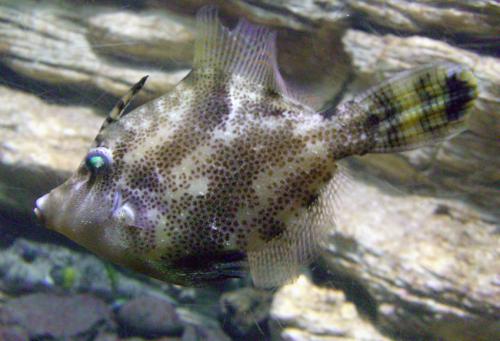 Monacanthus chinensis@fishdb-media-8317 Monacanthus chinensis@fishdb-media-8317