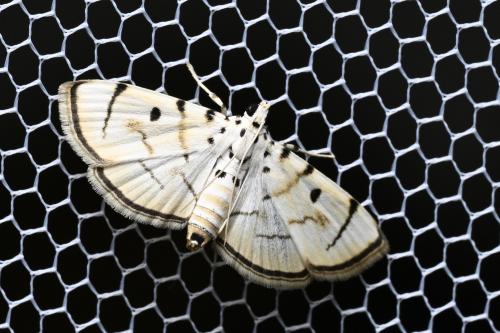 Pycnarmon marginalis Pycnarmon marginalis