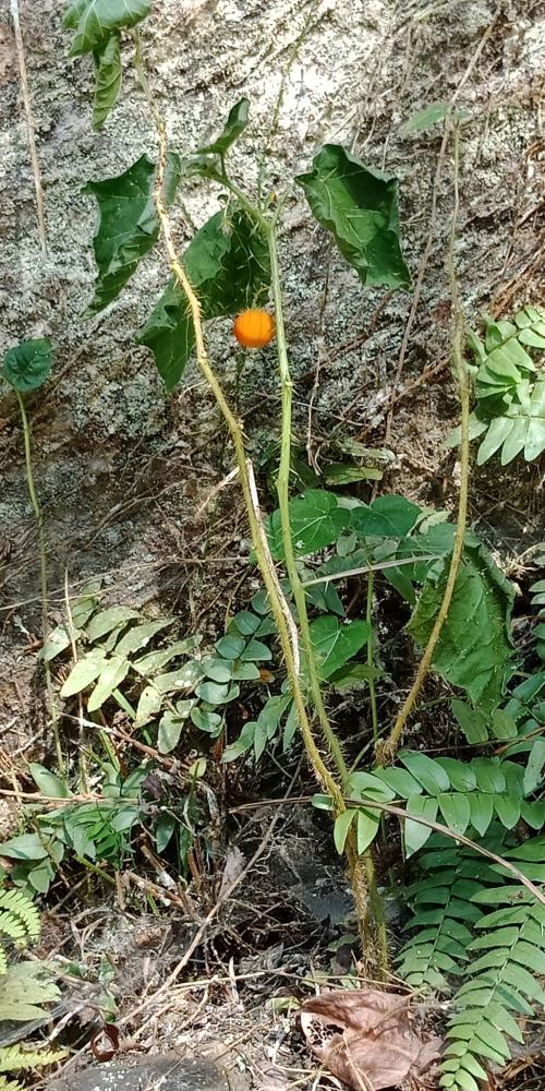 癲茄 癲茄