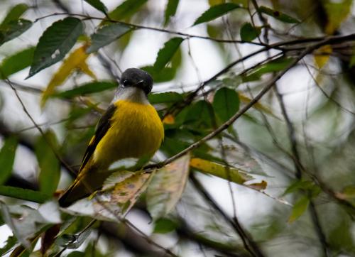 灰喉山椒鳥