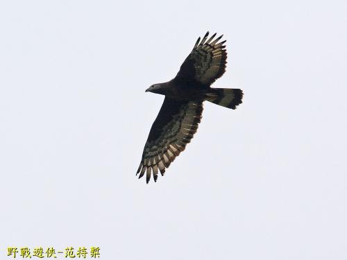 蜂鷹 蜂鷹