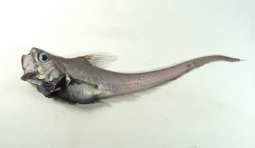 ASIZP0066102 ASIZP0066102